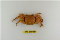 藏品(無斑斜紋蟹)的圖片